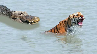 Worst Moments When Big Cats Faced Alligators and Crocodiles