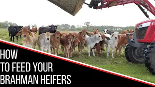 HOW TO FEED YOUR BRAHMAN HEIFERS