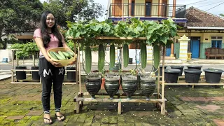 cara menanam timun dimusim hujan sangat mudah dan menyenangkan / Plant cucumbers in the rainy season