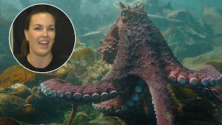 B.C. diver recounts remarkable encounter with giant octopus