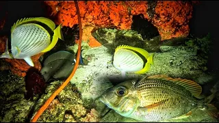 SNAPPERS HIGHWAY NIGHT SPEARFISHING BORACAY ISLAND|| Gabby Ramal