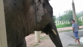 ANIMAL ADOPTION : Elephant rescued || SAVE ELEPHANTS : [Elephant Conservation][New Episode][Kaavan]