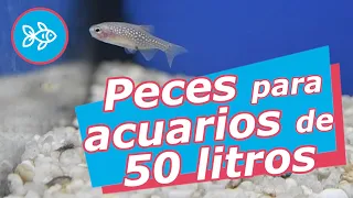 PECES para ACUARIOS de ≤ 50 litros [ AGUA DULCE ]