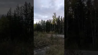 scary screams heard in Canadian forest. people say bigfoot.