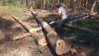 Enfim terminando de derrubar o eito é hora de descer picando.parti 3.