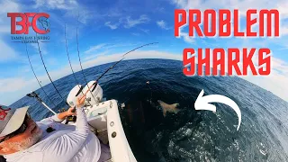 Are Sharks Over Regulated?????  Offshore Tampa Bay