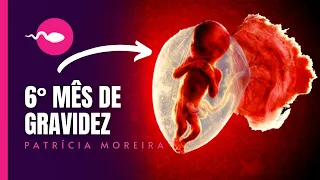 6 MESES DE GRAVIDEZ - Semanas 22, 23, 24, 25, 26