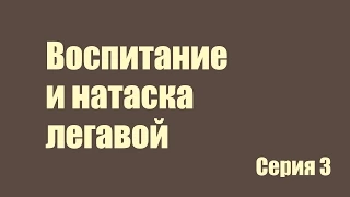 Воспитание и натаска легавой 3 серия