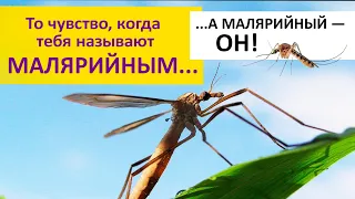 Осторожно! МАЛЯРИЙНЫЙ КОМАР! Или нет? Наталья Носова