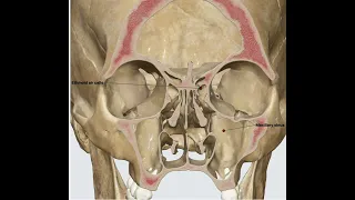 Paranasal sinus 3D anatomy teaching