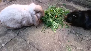 A day in the life of a guinea pig: song