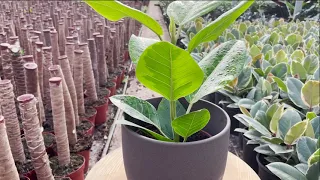 Ficus Altissima | Live from the Nursery Series