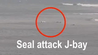 Watch Seal attacks 3 surfers in J-Bay South Africa. Captured on Live webcam. Fellow surfers rescue