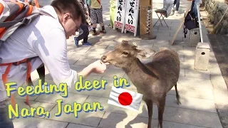 🦌Feeding deer in Nara, Japan 奈良公園 - Travelog