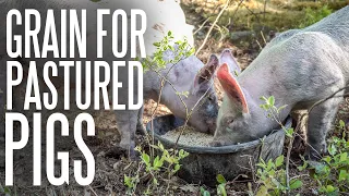 How Much Do Pastured Pigs Eat?