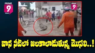 Crocodiles Spotted in Flooded Streets of Gujarat's Vadodara | Prime9 News