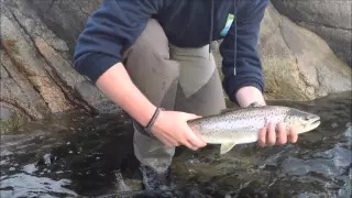 Sjøørretfiske /Jakten på sjøørreten Episode 1 - "Høsten er her" Fiskejegeren Production