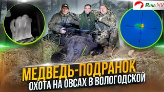 Медведь-подранок в Вологодской области! Охота на крупного хищника ночью. Настоящая охота на овсах.