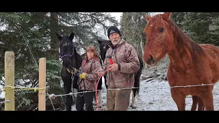 Applying Medication To Fussy Horses