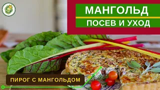 МАНГОЛЬД - как вырастить листовую свеклу// рецепт пирога с мангольдом