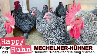 Mechelner-Hühner im Rasseportrait - HAPPY HUHN E231, Mit Geflügelzucht-Verein e.V. Landshut (Bayern)