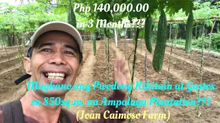 Magkano ang Gastos at Kita sa 850 sq. m. na Ampalaya Plantation?