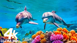 Aquarium 4K VIDEO ULTRA HD 🐳 Tropical Fish, Coral Reef, Jellyfish - Relaxing Sleep Meditation Music