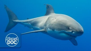 Australia. The Great White Shark | Full Documentary