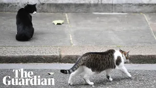 Larry the cat’s testy relationship with other animals