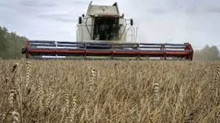 Romania and Poland lift ban on Ukrainian grain while awaiting EU decision