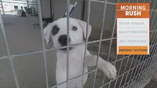 North Texas animal shelter needs community help to bounce back after an emergency shutdown