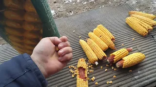 насіня кукурузи         2019 огляд