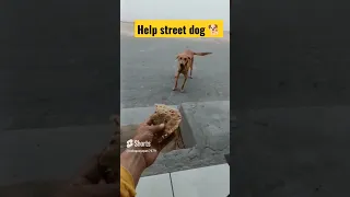 Help street dog, they also deserves love 😘#trendingshorts #shortvideo #shorts #youtubeshorts