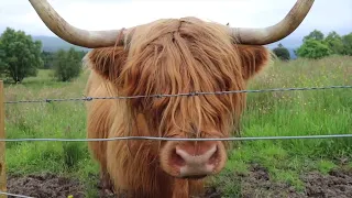 THE HIGHLAND COWS OF SCOTLAND!!