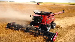 Harvesting yellow peas in North America with Case IH combines