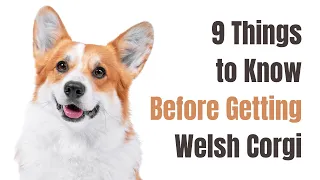 9 Things To Know Before Getting Welsh Corgi