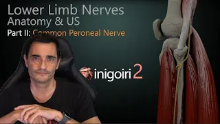 LOWER LIMB NERVES ANATOMY & US (PART II): COMMON PERONEAL NERVE