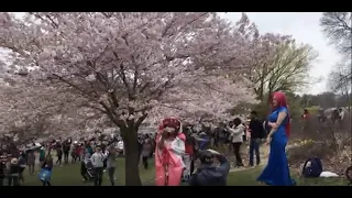 Toronto Cherry Blossom Walk - Braving The Crowds In High Park During Peak Bloom + The HP Zoo - 4K