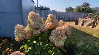 Гортензия Лайм Лайт в середине сентября 🌿🌿.