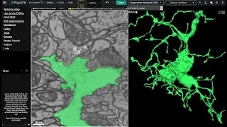 FlyWire Proofreading: Synaptic Invagination