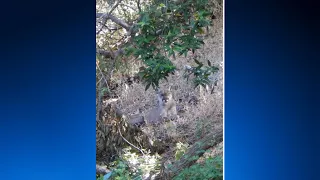 ALUM ROCK PARK LION:  Mountain Lion in San Jose's Alum Rock Park captured on exclusive video by KPIX