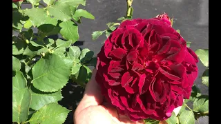 Активная фаза бутонизации у Роз.  Удобрения для пышного длительного и красивого цветения!
