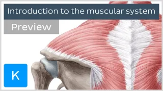 Introduction to the muscular system (preview) - Human Anatomy | Kenhub