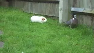 Guinea pigs chase pigeon