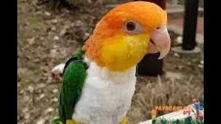 Parrots That Kill Laughing|Caique, Cockatoo SO FUNNY!!!!!!!!!!!