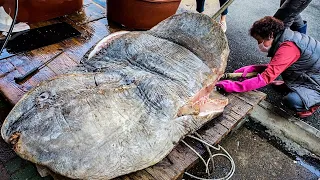 900kg!! Amazing Giant Sunfish Cutting Skill / Korean street food