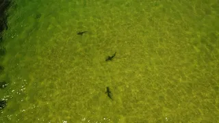 Sharks Swim Dangerously Close to Tourists on Orange Beach - HQ Drone Video - DJI Mini II