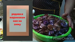 Рецепт вкусной маринованной рядовки на зиму.