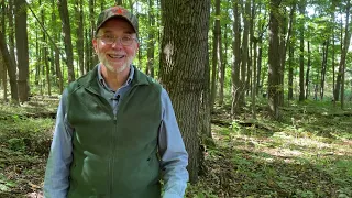 Young Forests = Great Wildlife Habitat