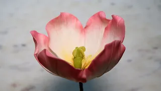 Gumpaste Tulip Tutorial
